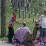 Hamdi Enişte Macerası