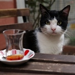 Kedi Pek Yakında Geliyor!