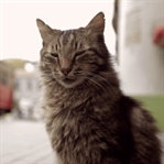 Anlatı-yorum : Kedi