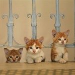 Film Tanıtımı: Kedi (2016)
