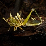 Katil Mantar: Cordyceps