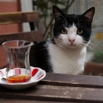 Kedi