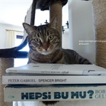 İkinci El Kitap Alışverişim