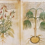 Yıllardır Çözülemeyen Gizem Voynich El Yazması