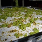 ıspanaklı pasta