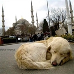 Neden Köpekler Sabahları Konuşur?