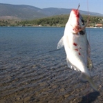 Nereden Nereye
