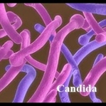 Candida...