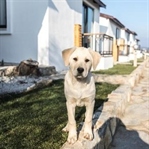 Evcil hayvanınızla gidilecek otellerin listesi