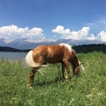 Gököz Göleti, Bursa
