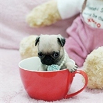 Teacup Köpekler Hakkında Kalp Acıtan Gerçekler