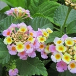 Ağaç Minesi (Lantana Camara) Yetiştirmek