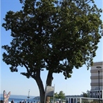 İskeledeki Anıt Ağaç