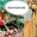 Dünyanın En ilgi Çekici Canlıları