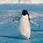 Penguenler Neden Uçamazlar ?