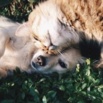 Kedi Köpek Fotoğraf Yarışması