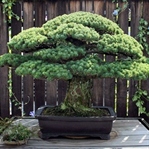 Hiroşima'ya Rağmen Ayakta Kalabilmiş Bonsai Ağacı