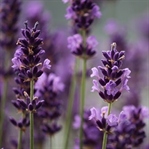 Miniso Hydrolat Lavender Yüz Maskesi
