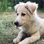Gerçek Sevgi & İlk Defa Köpek Sahiplenme Hikayemiz