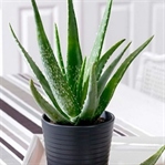 YENİ FENOMEN: ALOE VERA