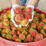 SAÇLI YABANCI: RAMBUTAN