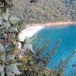 Yok Böyle Güzellik Kabak Koyu