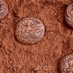 Brownie Cookie