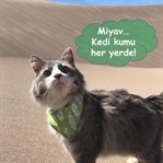 Harika Jazz Macera Peşinde