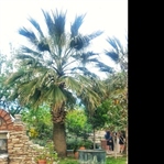 Yaşıyorum Diyebilmen İçin