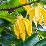 Ylang Ylang Yağı Nedir Faydaları Nelerdir