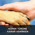 Besleyeceğimiz köpek türüne nasıl karar vermeliyiz