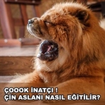 Çin Aslanı Nasıl Eğitilir?
