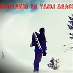 Dünyanın en yaşlı ağacı