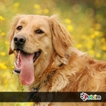 Köpeğe isim koyarken, doğru tercih yapmak!