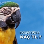 Papağan türleri ve fiyatları ne kadar?