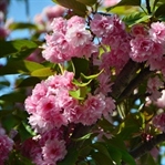 Sakura Zamanı