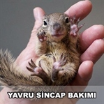Yavru sincap bakımı