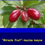 Acı ve ekşi tadı, tatlıya çeviren meyve: Miraculin