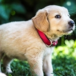 Golden Retriever Köpek Cinsi Özellikleri ve Bakımı