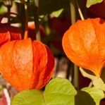 HER DERDE DEVA: ASHWAGANDHA NEDİR?