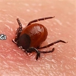 Kırım Kongolu Kanamalı Ateşi
