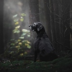 2018’in En İyi Köpek Fotoğrafları!