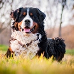 Bernese Dağ Köpeği Özellikleri ve Bakımı