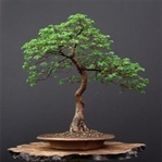 Bonsai Ağacı Tohum Ekimi