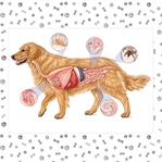 Köpeklerde İç Parazit Nedir ve Nasıl Kurtuluruz?