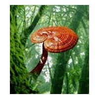 Reishi Mantarının Mucize Faydaları