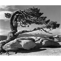 Ansel Adams (20.02.1902 - 22.04.1984)