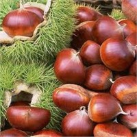 Öksürüğün Devası...