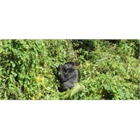 Uganda..Ekvator, Gorilla Takip, Safari Ve Nil Nehr