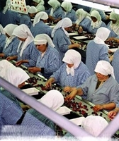 Fabrika Kızı